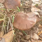 Çiftlik konaklama Malowniczy Zakatek W Dercu