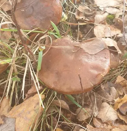 Gospodarstwo agroturystyczne Malowniczy Zakątek W Dercu